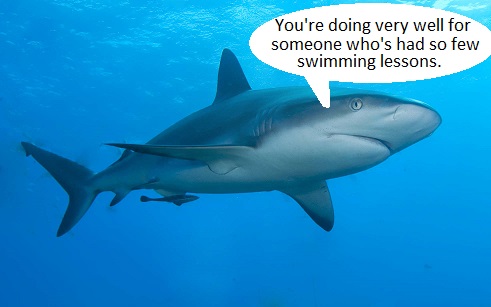 Do Sharks Get Mad?